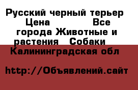 Русский черный терьер › Цена ­ 35 000 - Все города Животные и растения » Собаки   . Калининградская обл.